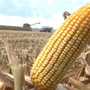 Agricultores em Vera relatam frustração com o milho nesta safra 2022/23