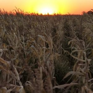 Argentina: estiagem e altas temperaturas marcam a semana