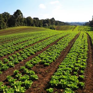 Produção de legumes e verduras contribui com R$ 6,8 bilhões para o Paraná